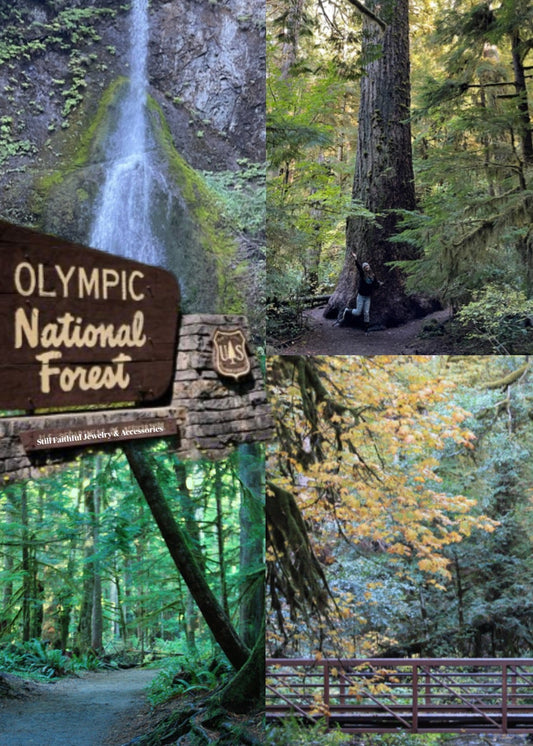 Olympic National Forest